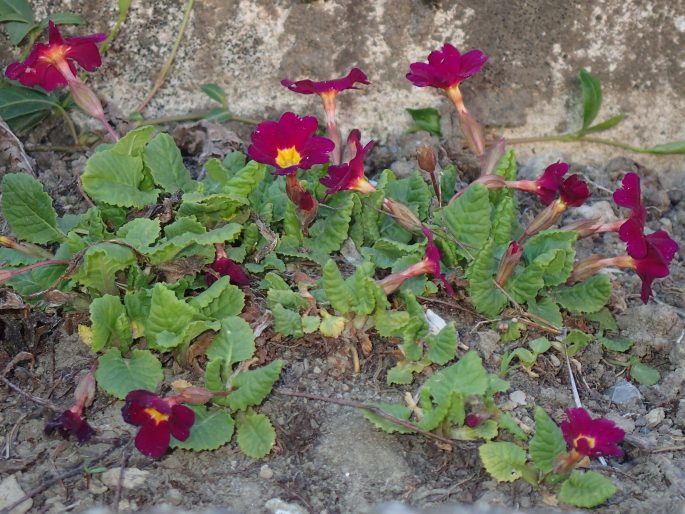 Primula ×pruhoniciana