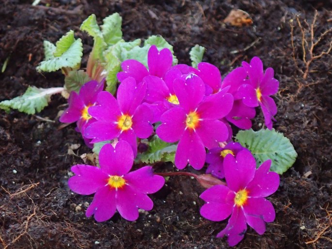 Primula ×pruhoniciana