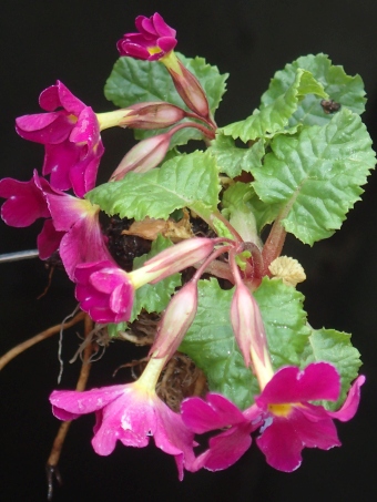 Primula ×pruhoniciana