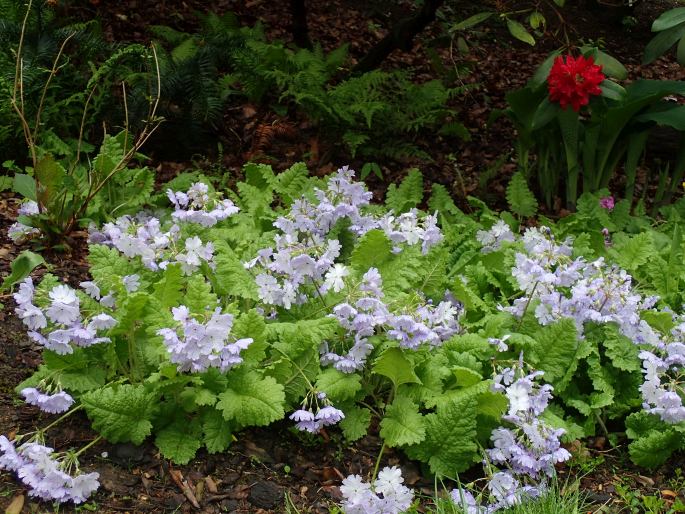 Primula sieboldii