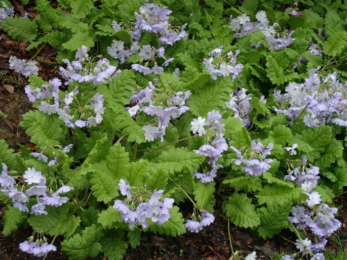 Primula sieboldii