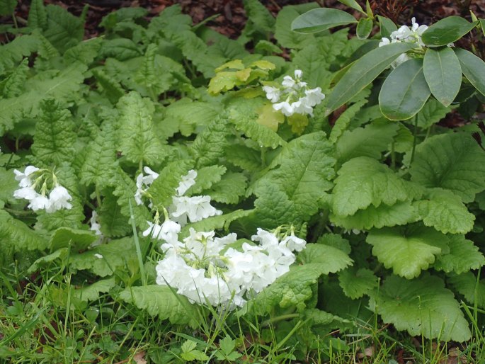 Primula sieboldii