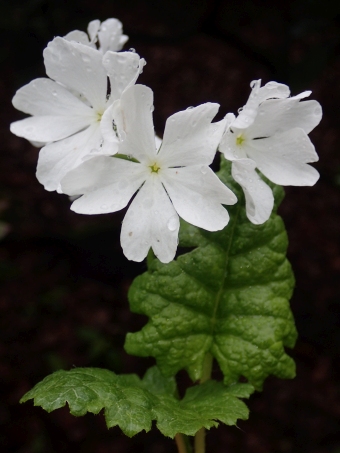 Primula sieboldii