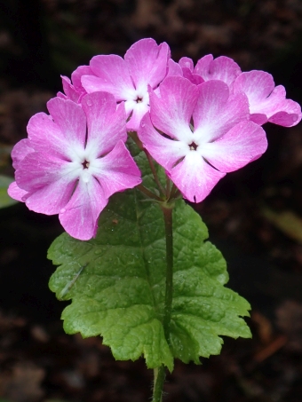 Primula sieboldii