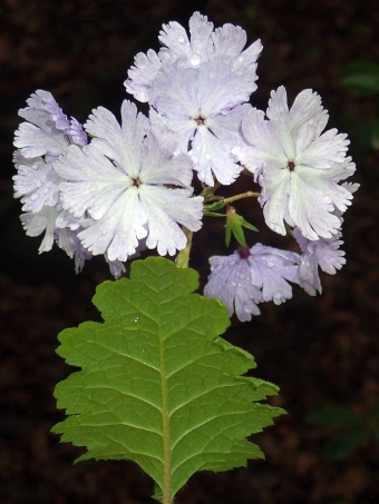 Primula sieboldii