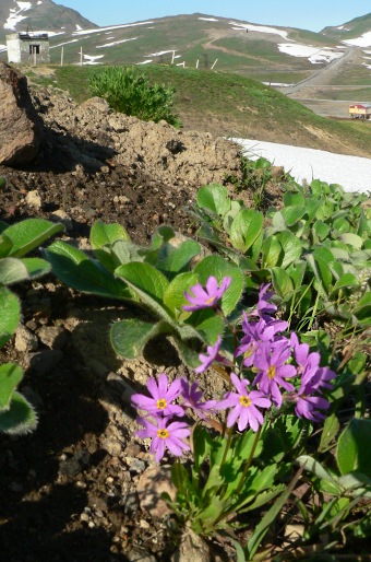 Primula cuneifolia