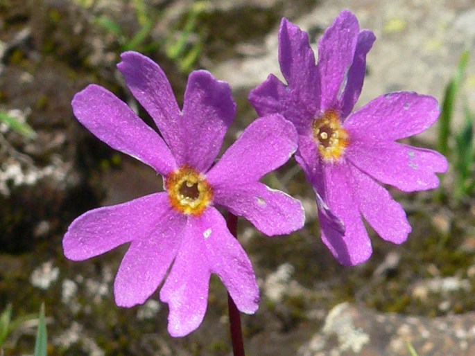 Primula cuneifolia