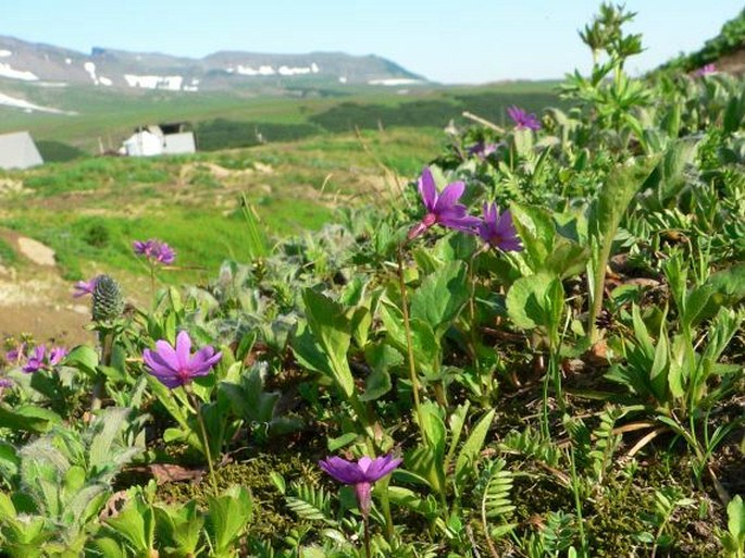 Primula cuneifolia