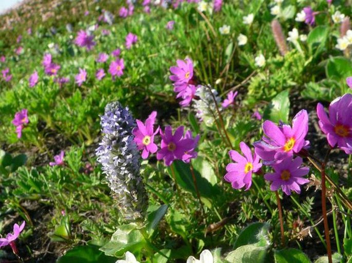 Primula cuneifolia