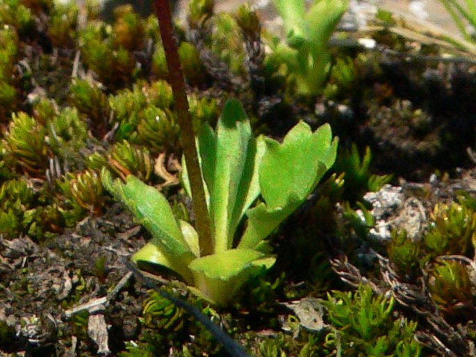 Primula cuneifolia