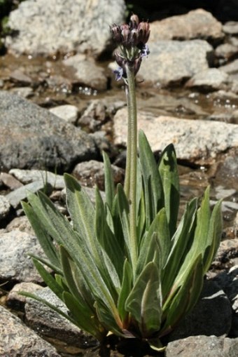 Primula macrophylla