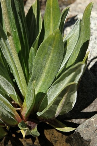 Primula macrophylla