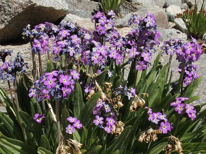 PRIMULA MACROPHYLLA D. Don – prvosenka / prvosienka