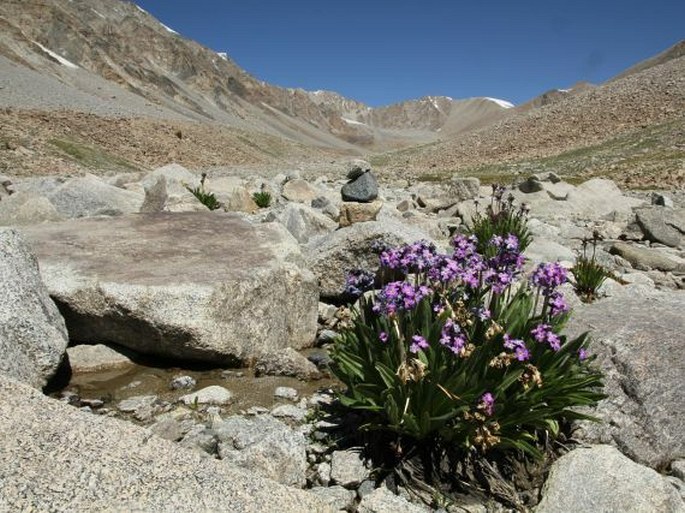 Primula macrophylla