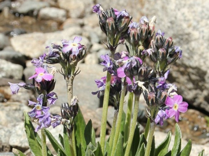 Primula macrophylla