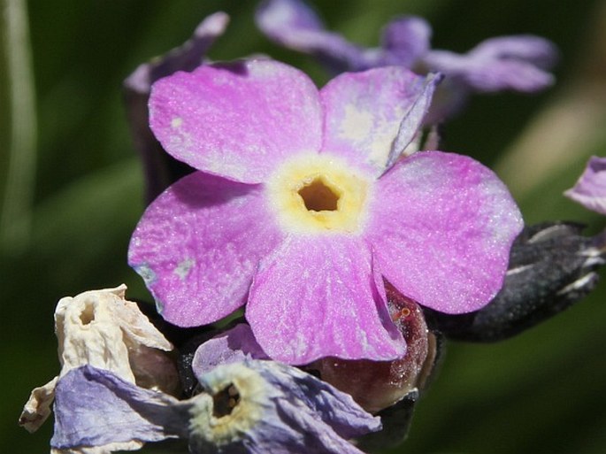 Primula macrophylla