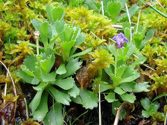 Primula minima