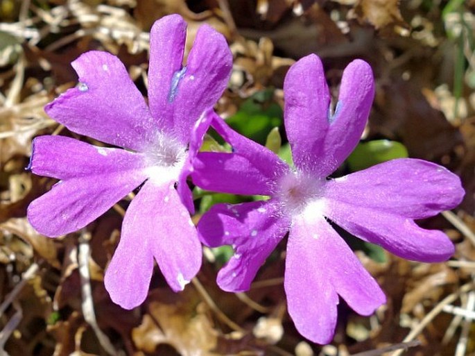 Primula tyrolensis