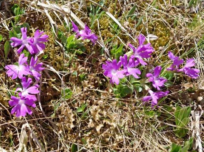 Primula tyrolensis