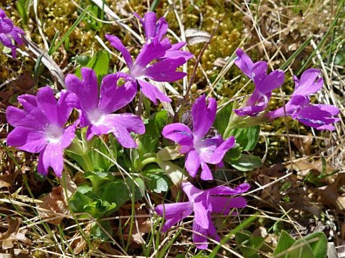 PRIMULA TYROLENSIS Schott – prvosenka / prvosienka