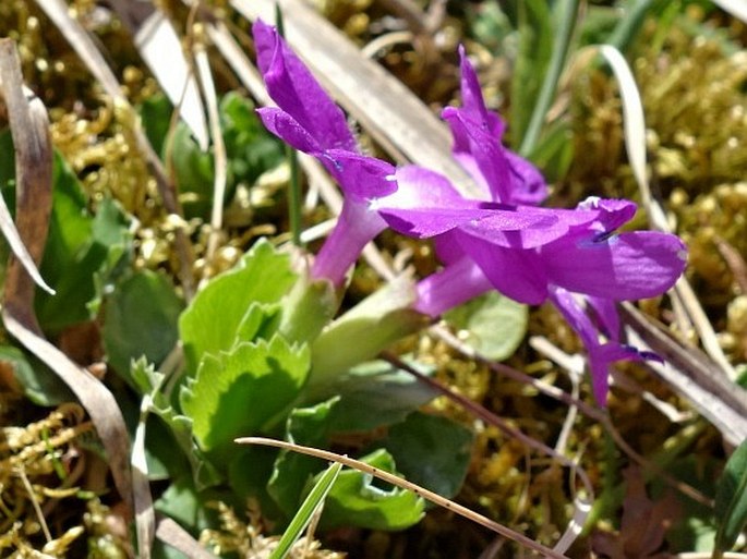 Primula tyrolensis