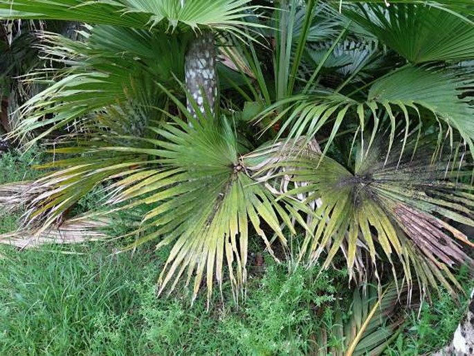 Pritchardia pacifica