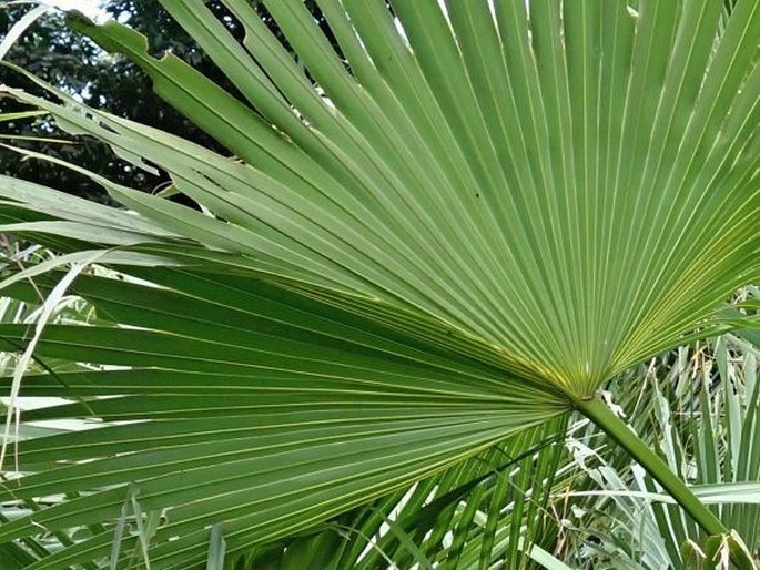 Pritchardia pacifica