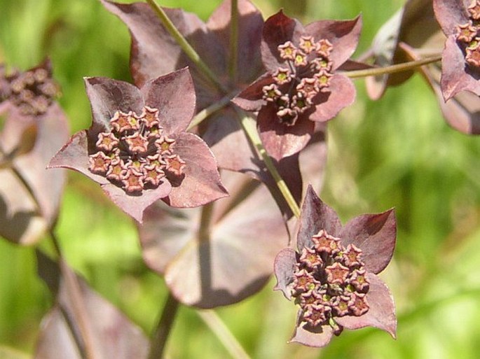 Bupleurum longifolium vapincense