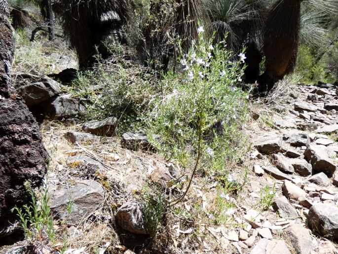 Prostanthera behriana