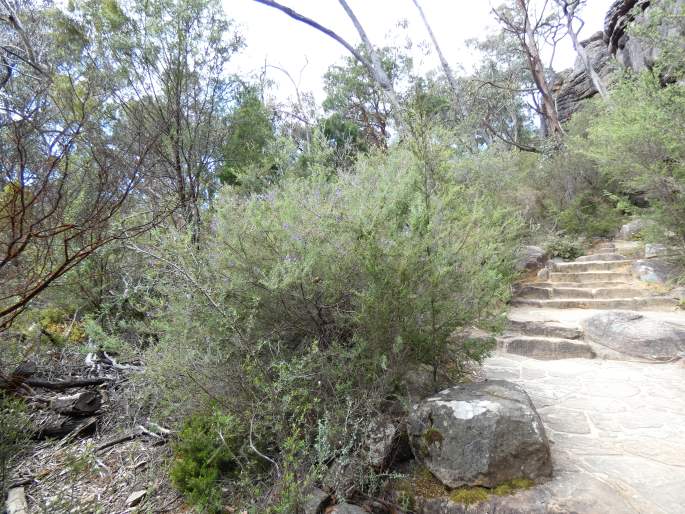 Prostanthera hirtula