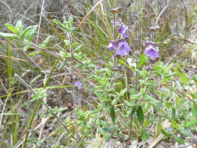 Prostanthera hirtula