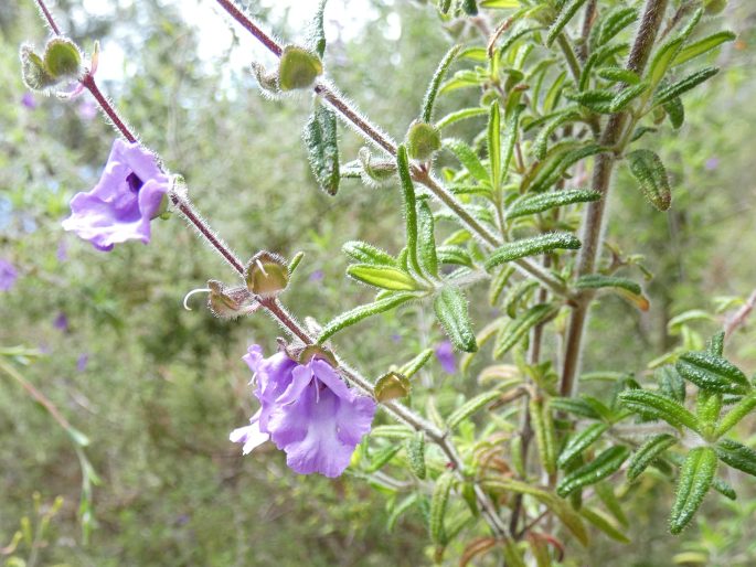 Prostanthera hirtula