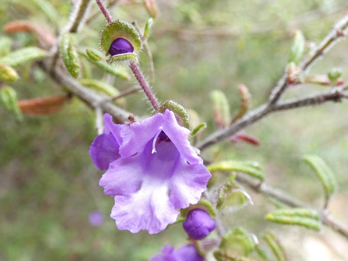 Prostanthera hirtula