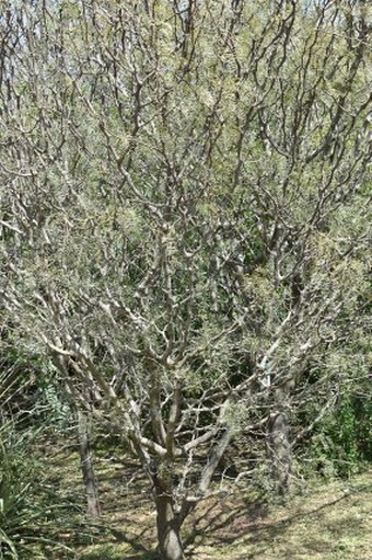 Prosopis chilensis