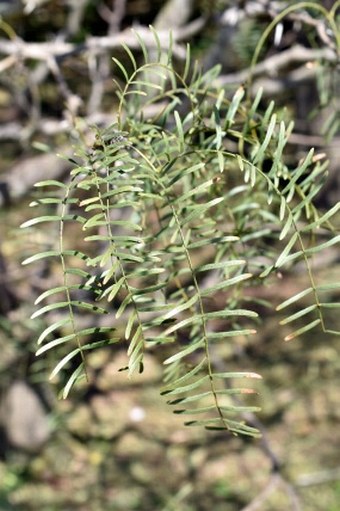 Prosopis chilensis