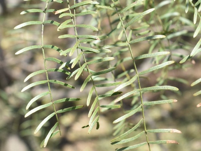 Prosopis chilensis