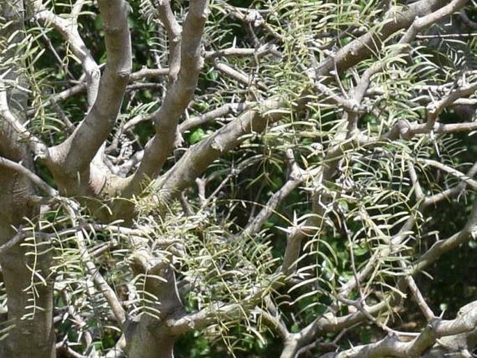 Prosopis chilensis