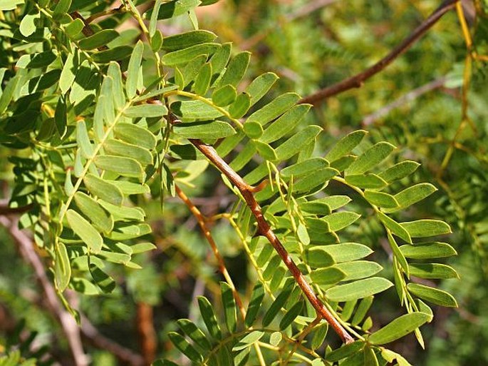 Prosopis cineraria