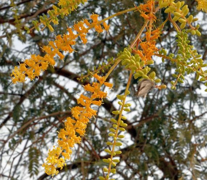 Prosopis cineraria