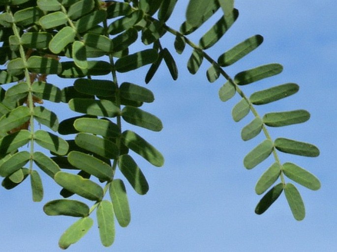 Prosopis juliflora