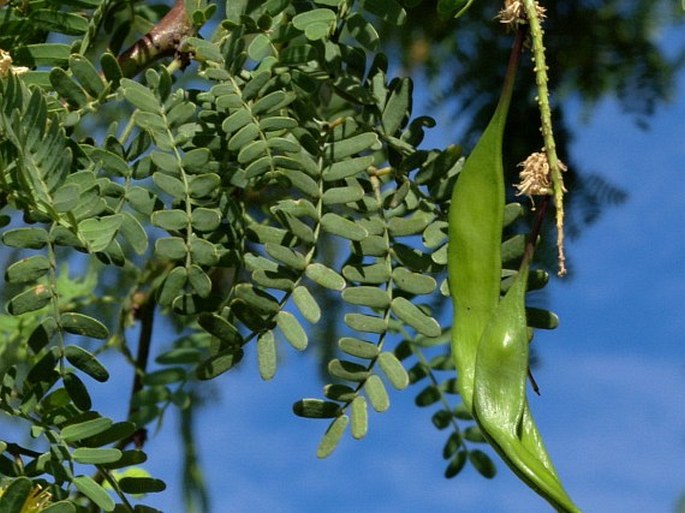 Prosopis juliflora