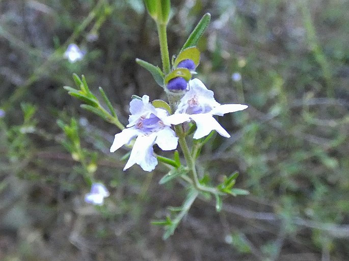 Prostanthera saxicola