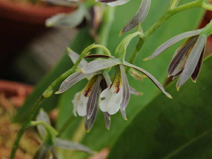 Prosthechea campylostalix