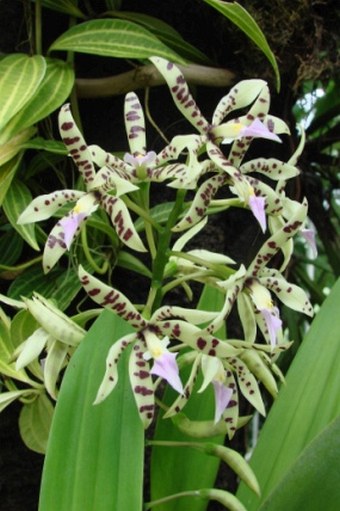 Prosthechea prismatocarpa