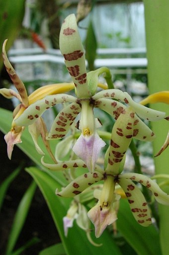 Prosthechea prismatocarpa