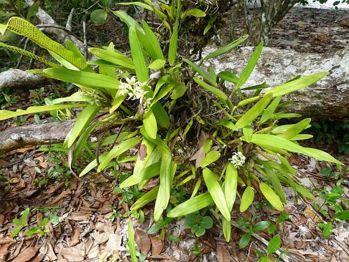 Prosthechea fragrans