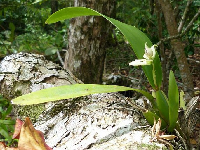 Prosthechea fragrans