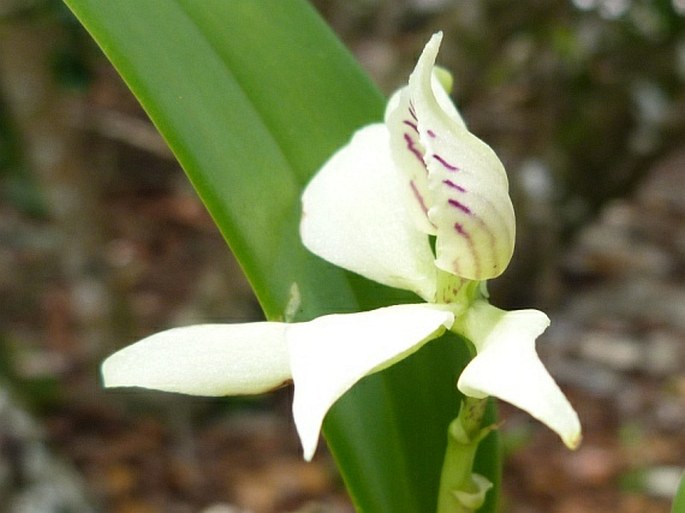 Prosthechea fragrans