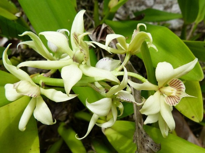 Prosthechea fragrans