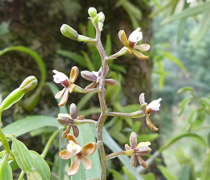 Prosthechea ochracea